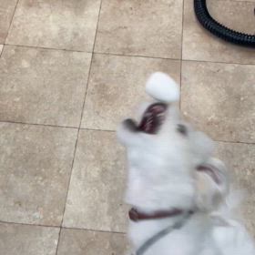 アロハくん♡の画像