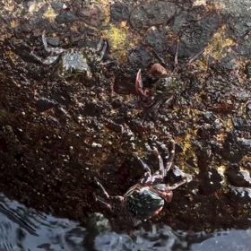 こういうカニさんたちっての画像