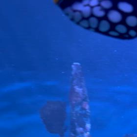 水族館4の画像