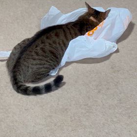 ちゃいと袋の画像