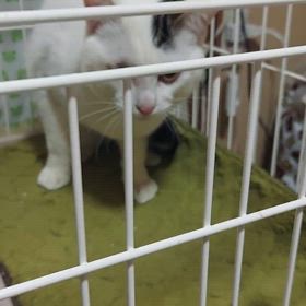 話しかけるけど、、の画像