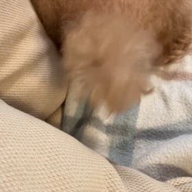 お昼寝中のチッポの画像