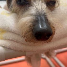 なのはちゃんのメンテナンス鍼灸治療の画像