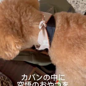 カキカキの画像