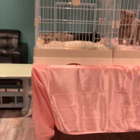 譲渡会が無事終わりました。の画像