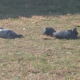 気持ちよしこの画像