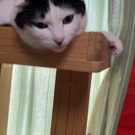 だるおもーの画像