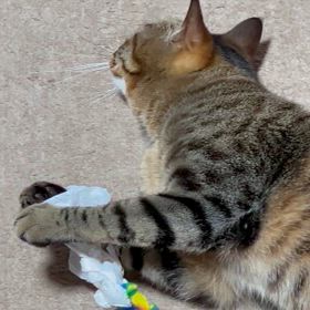 2024/06/10     ちび猫　　ちゃいの画像