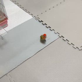 今日は仕事納めでした。の画像