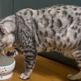 水の飲み方が独特すぎる〜の画像