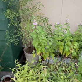 毎年来てるね鳥っぽいみたいな、、、の画像