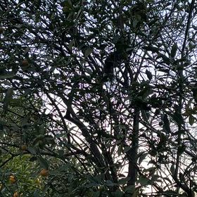 お正月もリスちゃんの画像