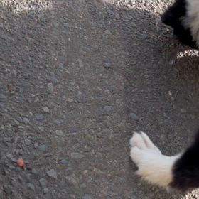 2ヶ月　子犬、初めてのリード　散歩の画像