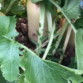 大根収穫の画像