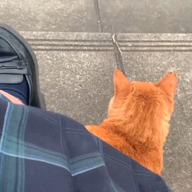 番外編  スピリチュアル不思議体験 猫に恩返し 動物の心の画像