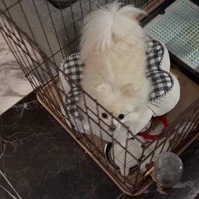 今日は調整の画像