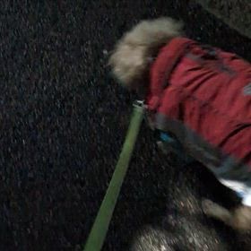 肉球シールの画像