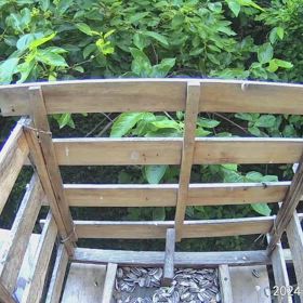 すぎぴたんの事件簿シーズン3　516話（早朝から騒がしい！　コジュケイ）の画像