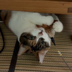 荒ぶるみーちゃんの画像