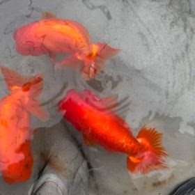 3月産卵記録！の画像