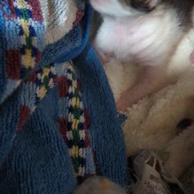 ちび苺誕生日の画像