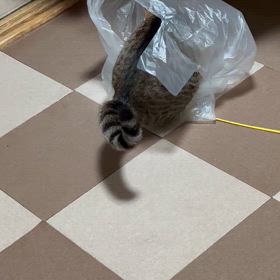 2024/06/21       あんずとちゃい❤️の画像