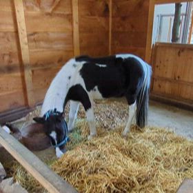 平塚八幡宮・神厩舎の東風の画像
