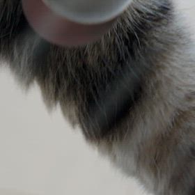 chappyさん日向ぼっこの画像