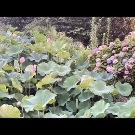 蓮vs紫陽花の画像