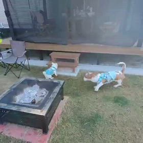 我が家のおもしろ動画の画像