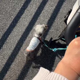 お散歩動画の画像