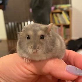 ハム太郎❤どうしたの!?の画像