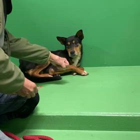 ”1/30”命の期限本日までです。里親募集してます　拡散希望の画像