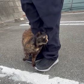 ( *ˊᗜˋ)ﾉꕤ*.ﾟおはよう♪の画像