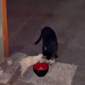 何とか生きのびて！捕獲できないかなあ、、の画像