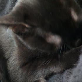 今日のネコの音の画像