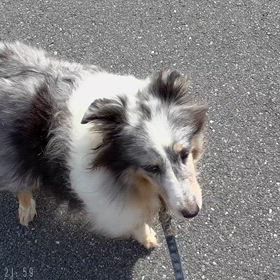 昨日のコストコでのひるんぽの画像