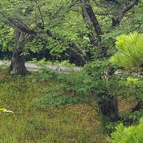 とうとう蝉時雨が始まりましたよ♪♪の画像