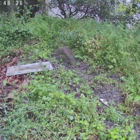 すぎぴたんの事件簿シーズン3　474話（のらウサギ！　日中も来ていました！）の画像