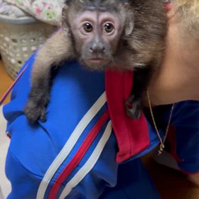 フサオマキザル♂男の子の画像