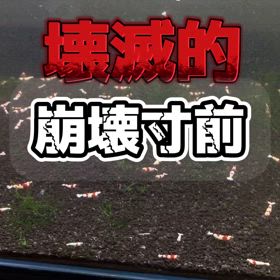 レッドビーシュリンプの画像