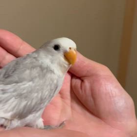 明後日6日(日)通常通り営業致します。の画像