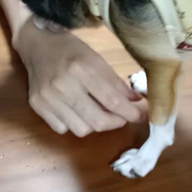 今日は雨のために散歩も行けずの画像