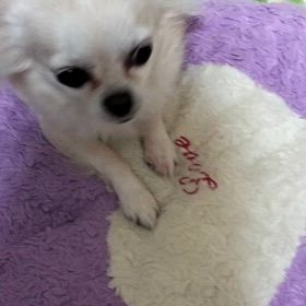 帰宅後のワチャワチャの画像