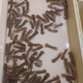 活きカメジャコ　数量限定入荷！　クロダイ釣りにの画像