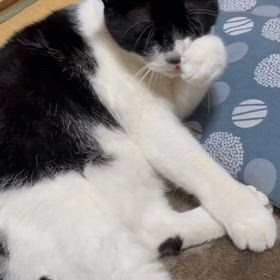 バイバイ、オレオくんの画像