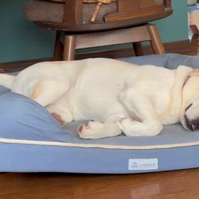 お昼寝・走る！の画像