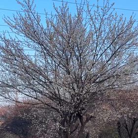 梅の花が咲くと小鳥達が集まってきますの画像