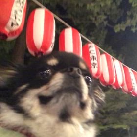 チワワのぷぅU^ェ^Uちゃんの画像