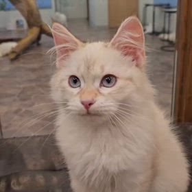 抱っこが大好きで❤️ 膝から降りない甘えん坊のサイベリアン ロザリオ君の画像